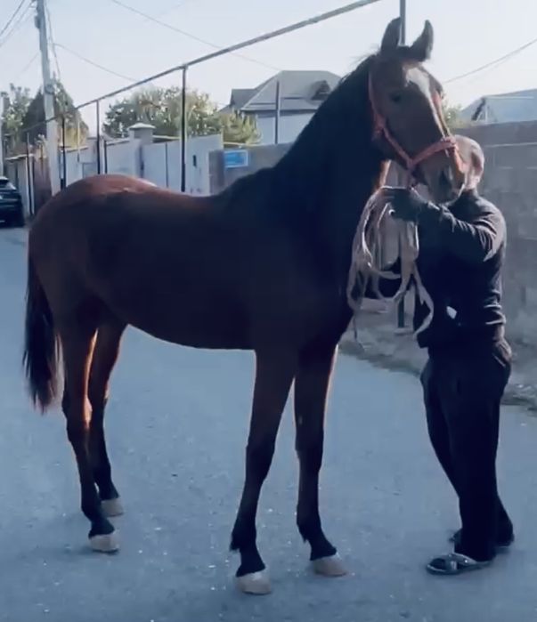 Продам жеребёнка арловской породы