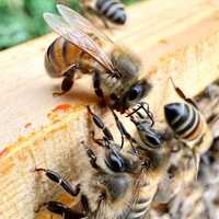 Fam albine cu Matci 2023 ICDA