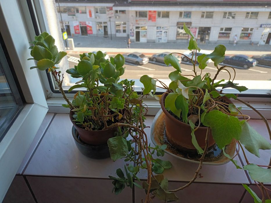 Vand 2 flori de apartament.
