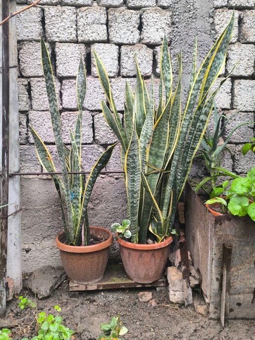 Продам комнатные цветы сансиверия