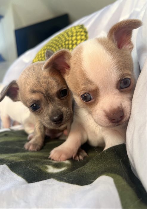 Кученца чихуахуа