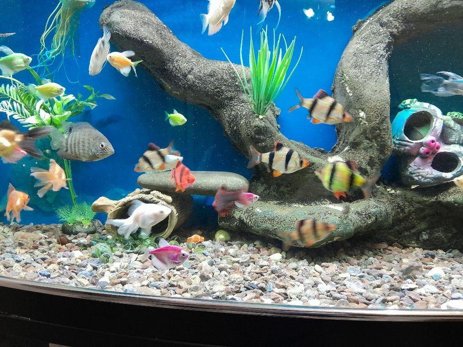 Akvaryum Baliqlari