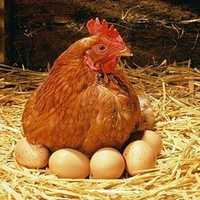 Домашние яйца 3000