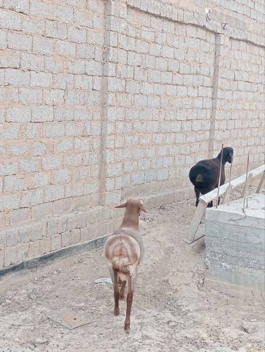 Qoy sotiladi qochqor