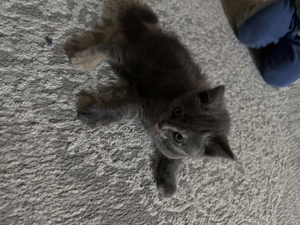 Скоттиш страйт котик