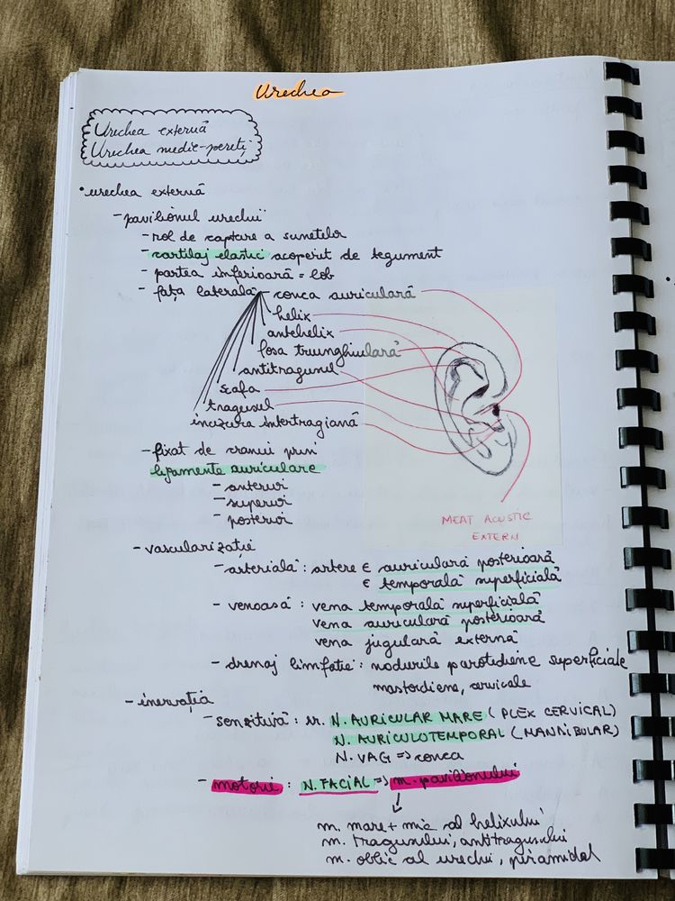 Caiet notite anatomie an 1 semestrul II