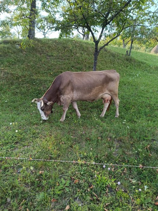 Vaca bruna de vânzare