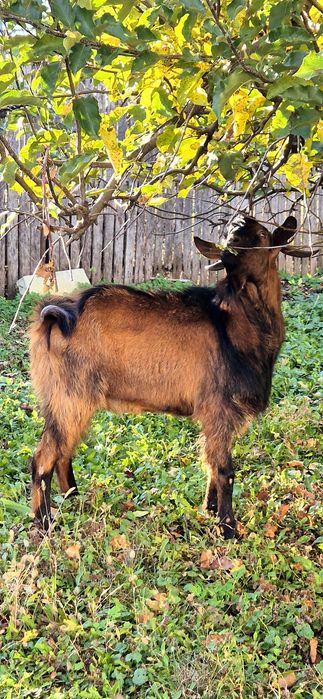 Oferta!!! Țap Alpin Francez-850 leii