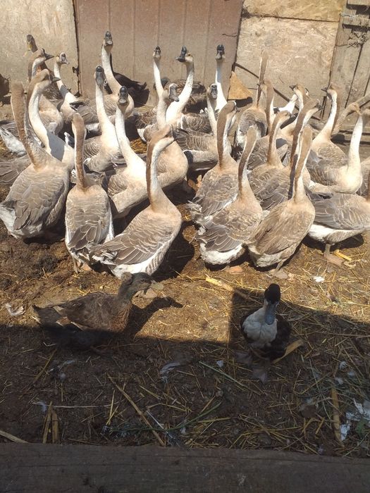 Disponibile Rasă Originală Gâște Chinezești!