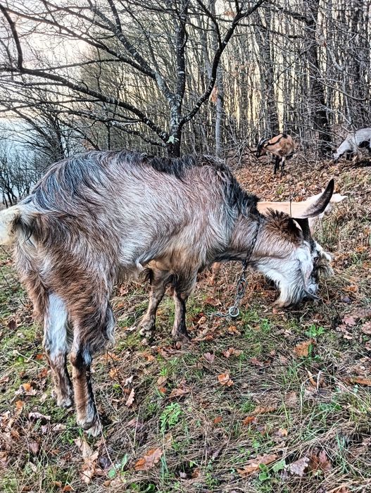 Vând țap de doi ani rasa nubian bun de prăsilă, sau schimb, vând iezi