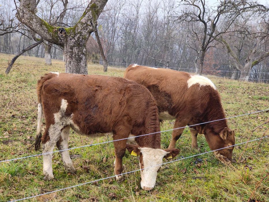 Vitei de vânzare, Maramureș