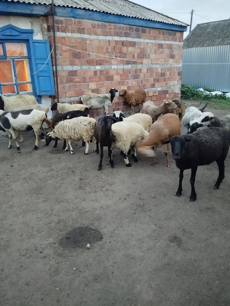 Продам баранов .