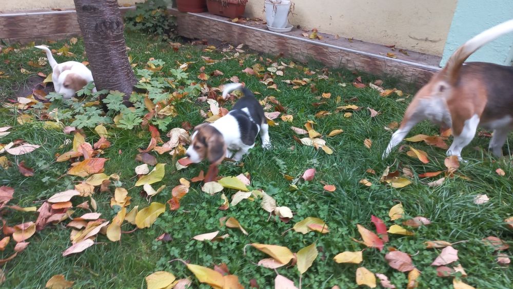 Бигъл Чистокръвни лимонени бигълчета