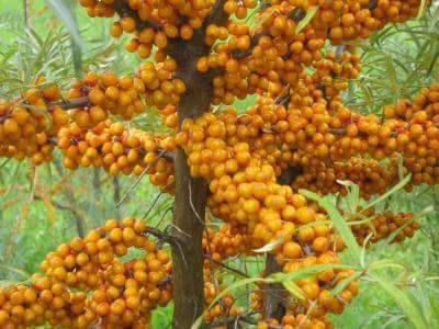 Corn catina maciese