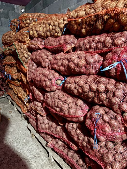 Cartofi de samanta de calitate albi si rosii de vanzare