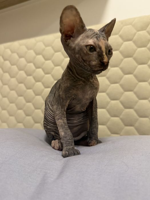 Fetița Sfinx / Sphynx Turtle color