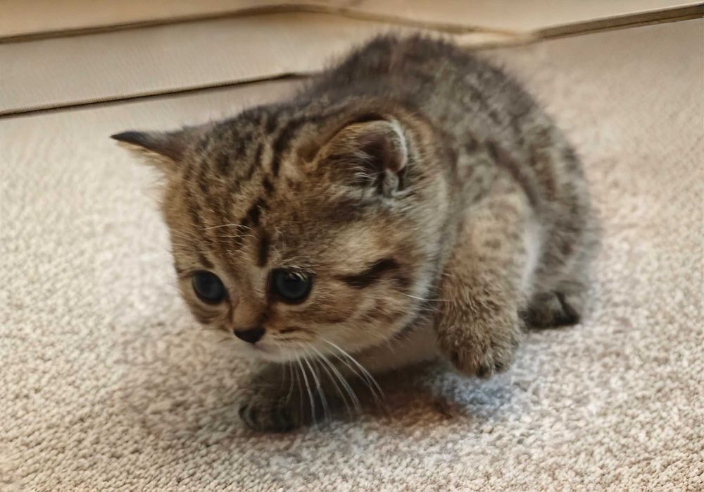 Шотландски клепоухи бебета