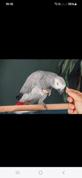 Vand pui papagal jako