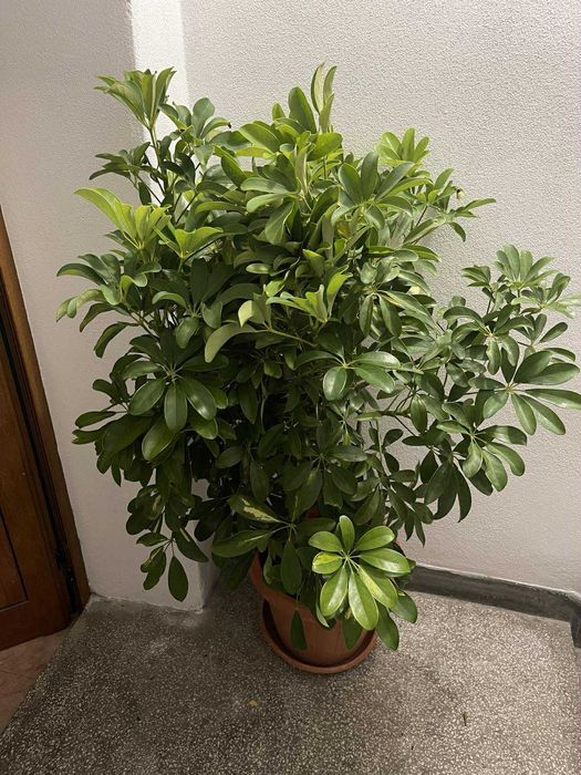 Стайно растение - шефлера.