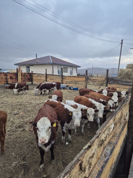 Согым сатылат.  .