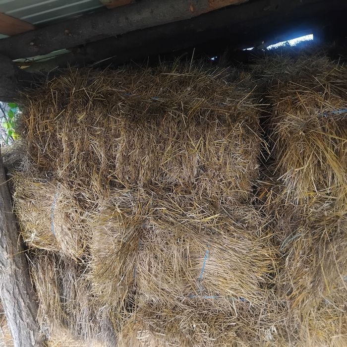 Baloți de fân cu lucernă