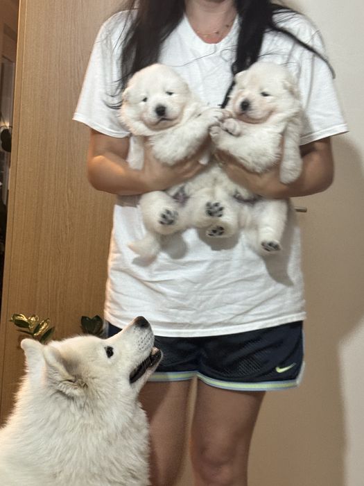 Pui catelusi Samoyed