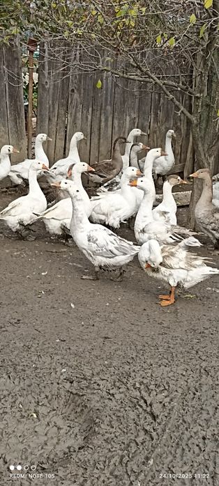 Gâște și cocosi Australorp  din 2025  iunie