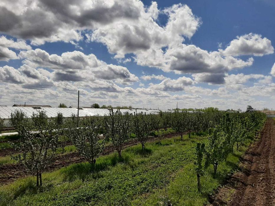 продам сад с теплицей - ГОТОВЫЙ БИЗНЕС