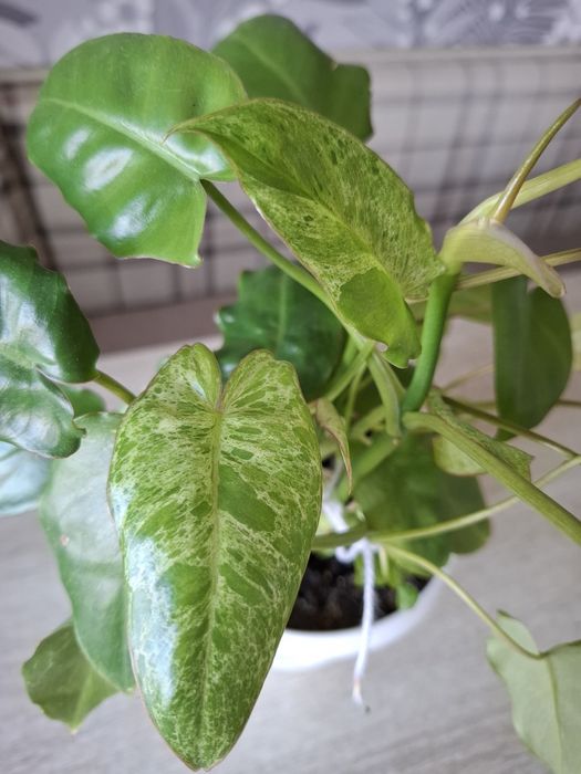 Продам домашний цветок Paracio verde