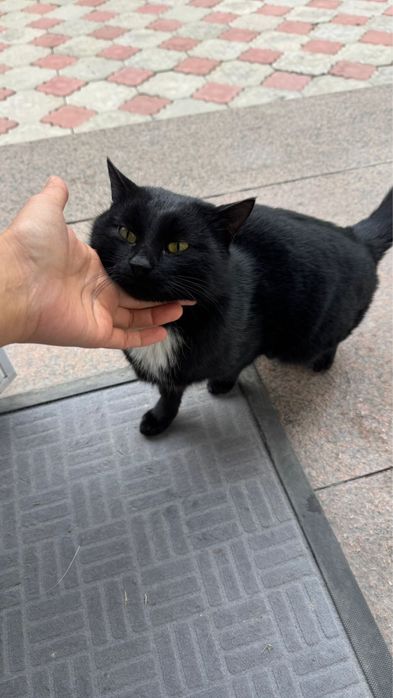 отдас кота бесплатно