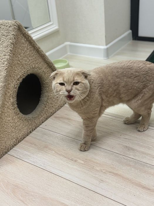 Шотландский вислоухий кот (Скоттиш-фолд) возраст 2года (08.11.23г д.р)