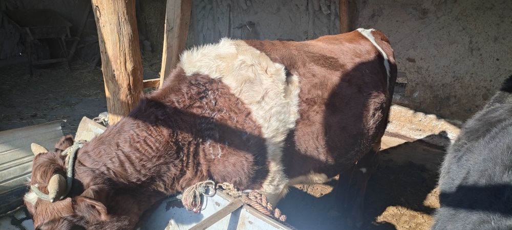 Боқиладиган местни буқалар сотилади