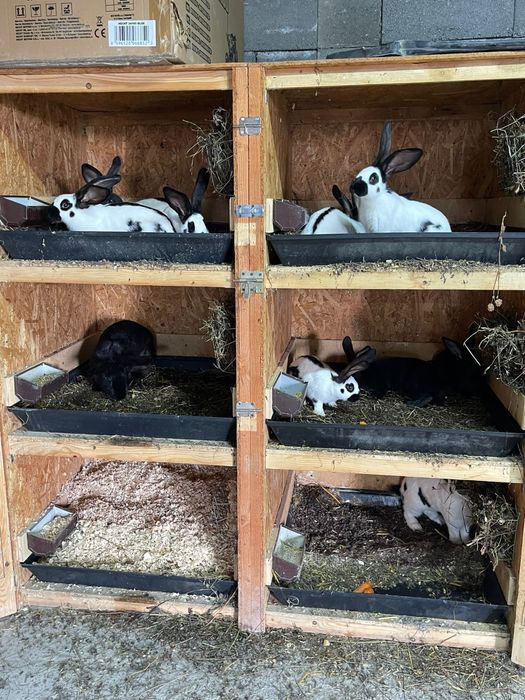 Fluturas German Urias