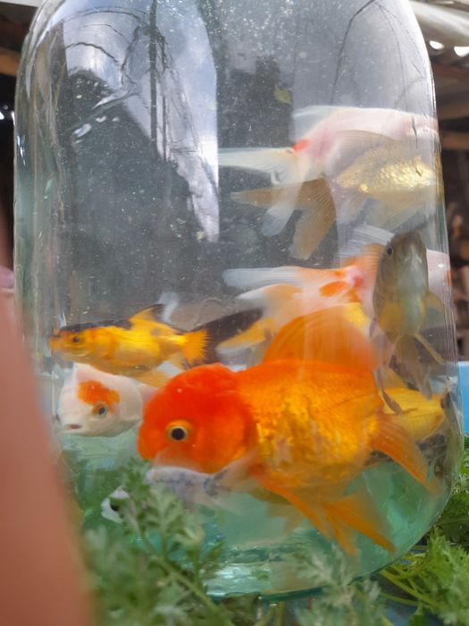 Продаётся Аранда  рыби