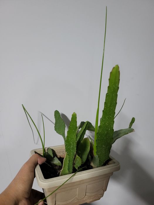 От 1000 т и выше . Комнатные цветы - кактус , опунция и