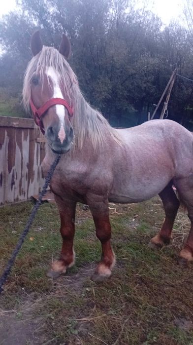 De vânzare un cal de pădure foarte cuminte care este interesat să mă