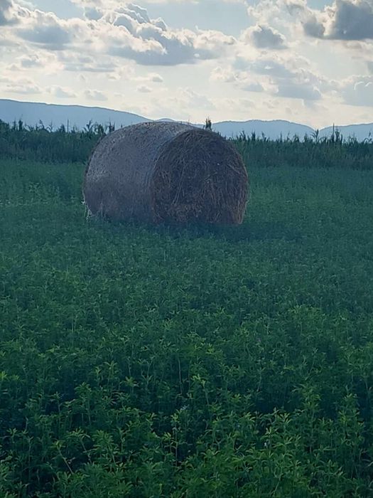 Baloti rotunzi lucerna coasa a doua