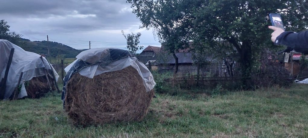 Baloti de fan, lucernă și  otava,  prima coasă