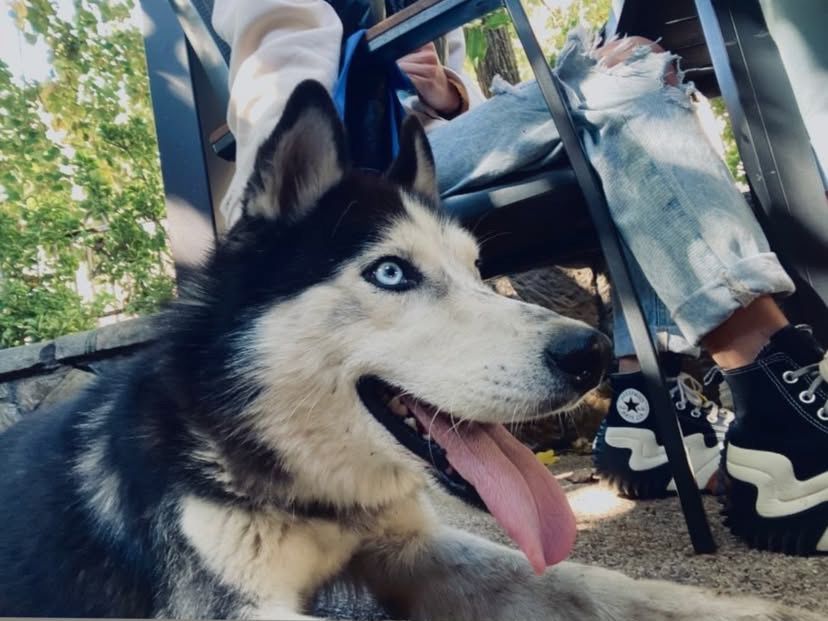Dau spre adoptie Husky in varsta de 4 ani,URGENT