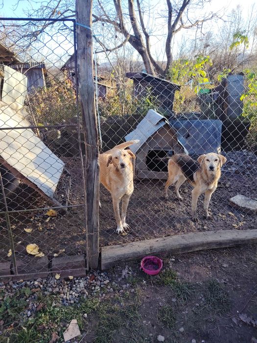 DONEZ 2 cățelușe de 1 an