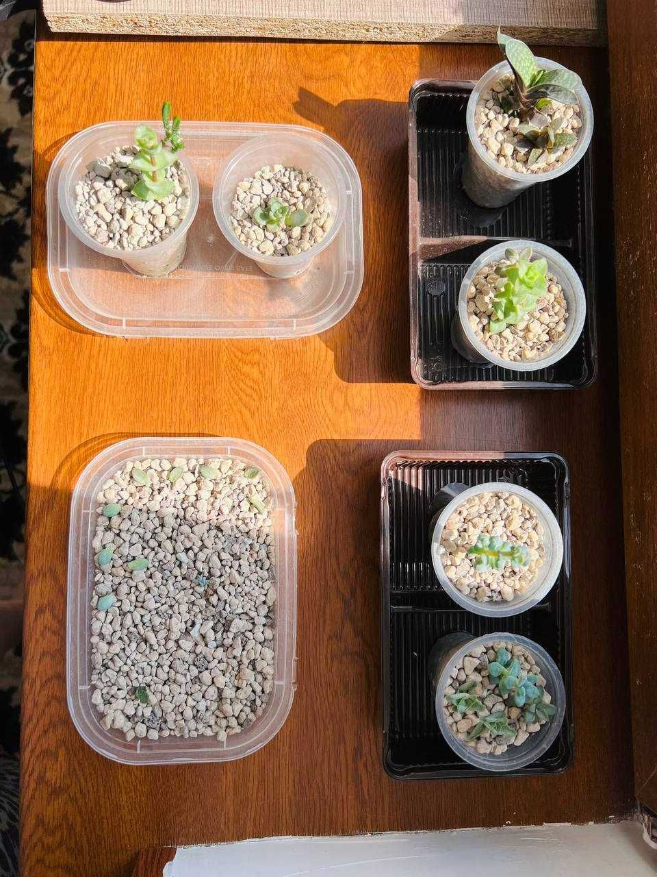 Растения суккуленты