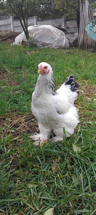 Vând cinci găini Brahma Herminat Deschis