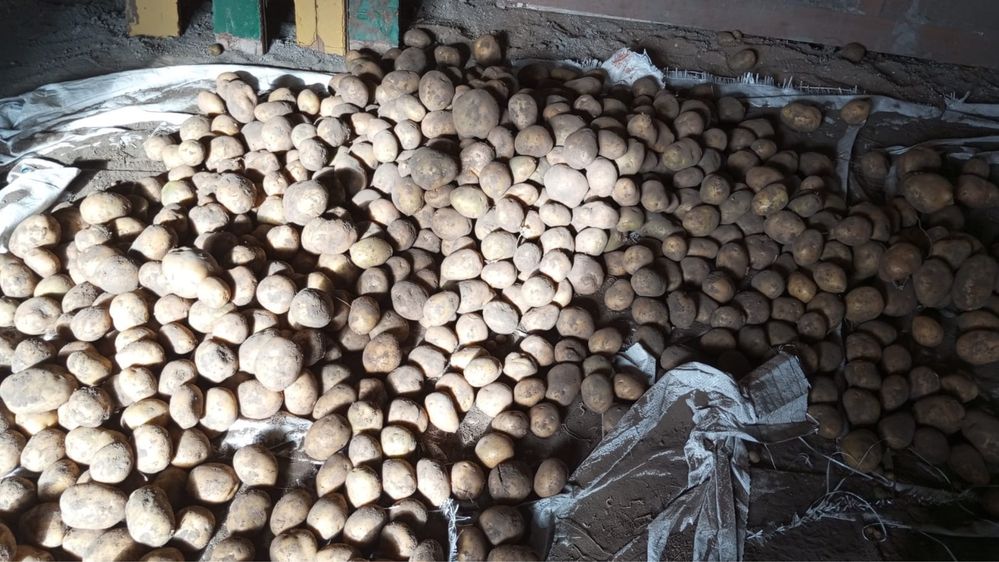 Продам картофель дачный.
