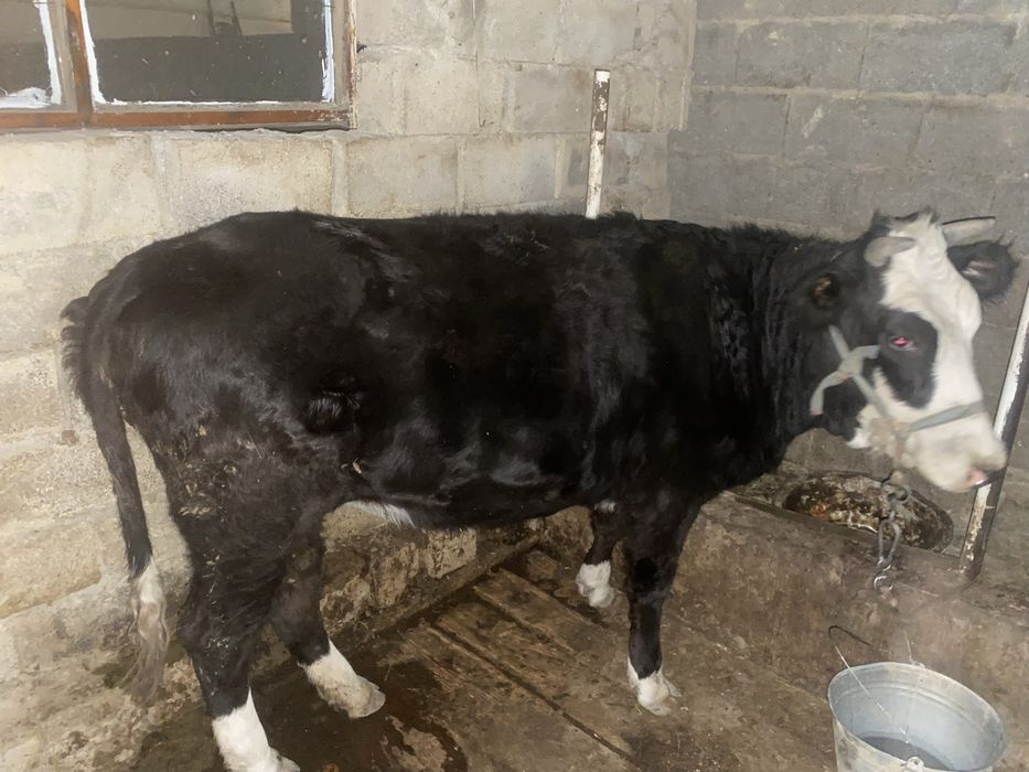 Тана  сатылады