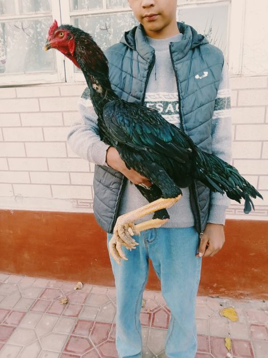 Qoratoyni tozasi sotiladi yerik juja