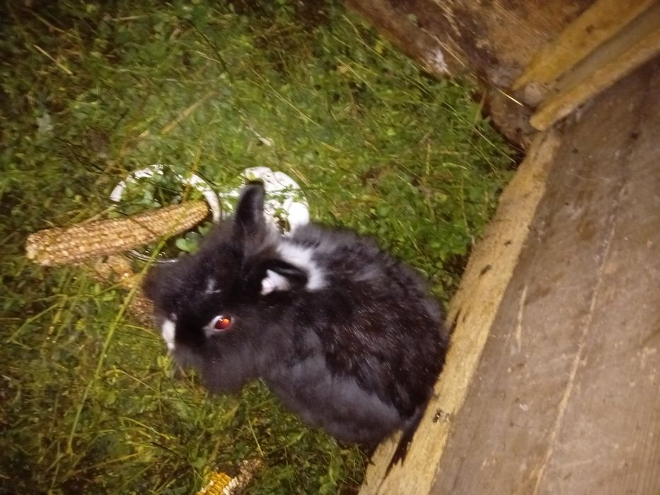 De vanzare iepuri diferite rase