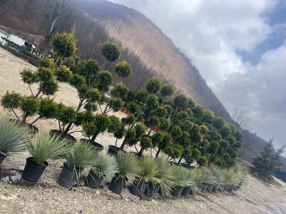 Leylandii gard viu tuia smarald oriunde in tara