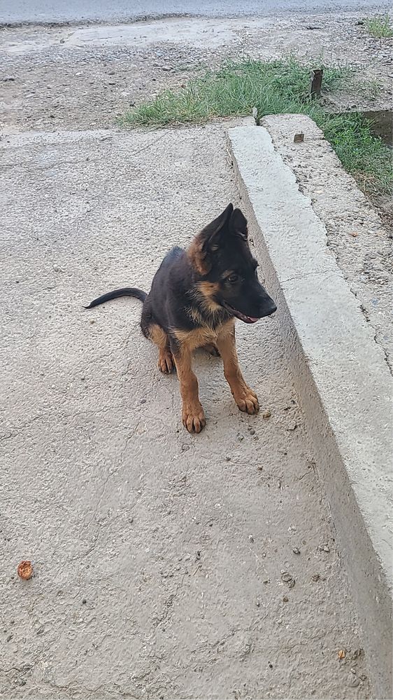 Avcharka  nemis 3 oylik