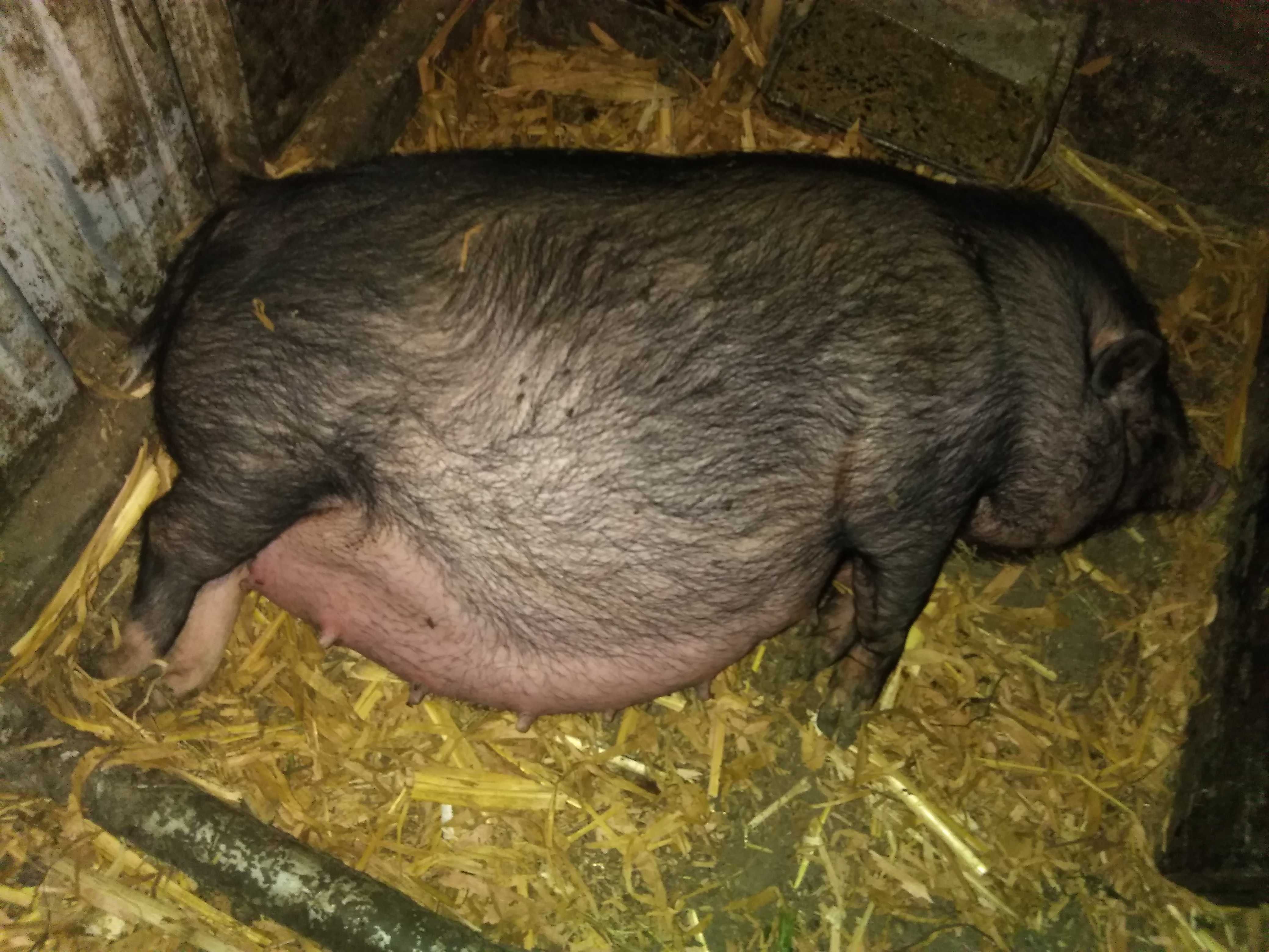 Продавам виетнамски прасенца
