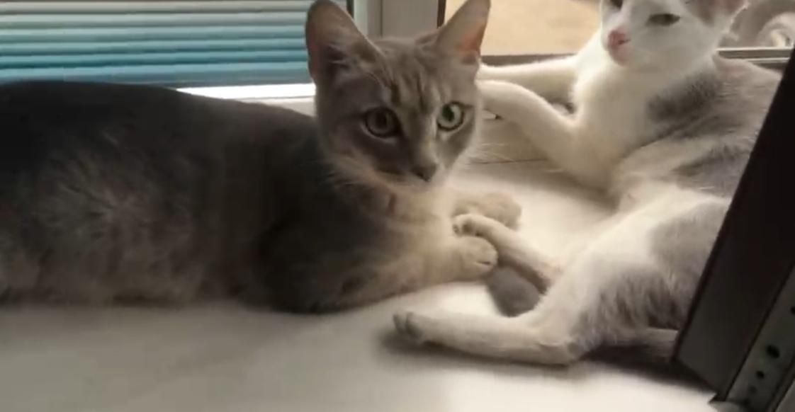 Отдам в добрые кошечку